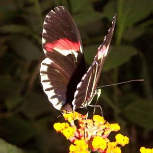 Hybrid butterfly (Heliconius melpomene x Heliconius cydno)