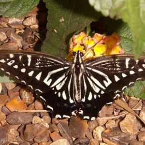 Swallowtail (Papilio sp.)