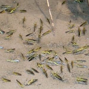 Desert Locust (Schistocerca gregaria)