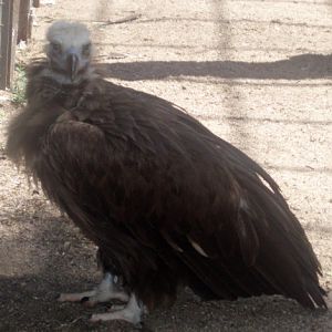 Cinereous Vulture (Aegypius monachus)