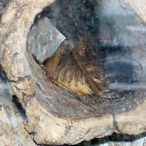 Weta Cricket (Deinacrida fallai)