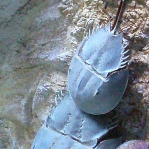 Horseshoe Crab (Limulus polyphemus)