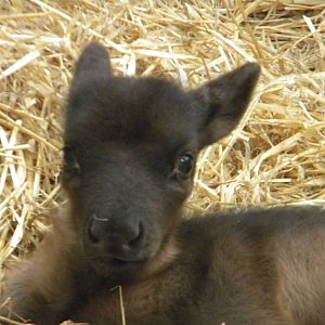 Baby Reindeer at Blackpool Zoo 14/05/11