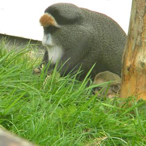 De Brazza Monkey at Blackpool Zoo 14/05/11