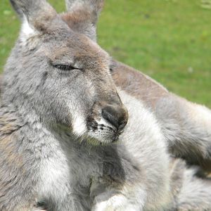 Red Kangaroo at Blackpool Zoo 14/05/11