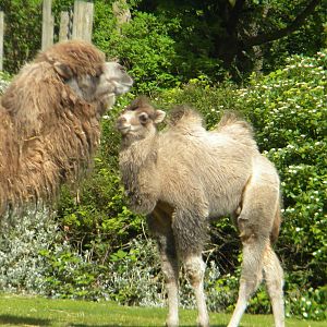 Bactrian Camels at Blackpool Zoo 14/05/11