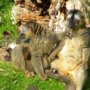 Red fronted Lemurs at Blackpool Zoo 14/05/11