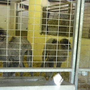 Baby Bactrian Camels at Blackpool Zoo 14/05/11