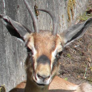 Arabian Mountain Gazelle at Blackpool Zoo 14/05/11