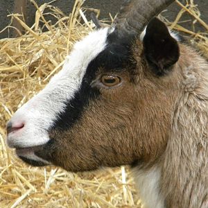 Headbutty the West African Pygmy Goat at Blackpool Zoo 14/05/11