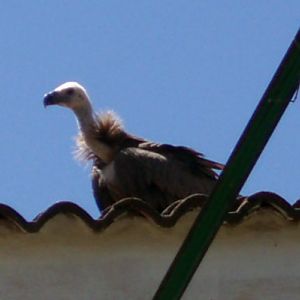 Griffon Vulture (Gyps fulvus)