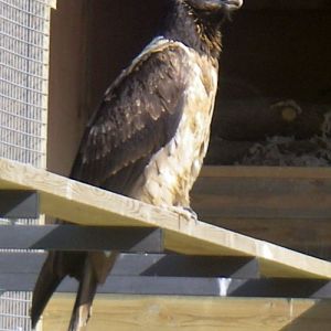 Bearded Vulture (Gypaetus barbatus)