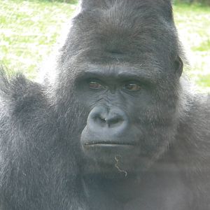 Bukavu the Western Lowland Gorilla at Blackpool Zoo 14/05/11