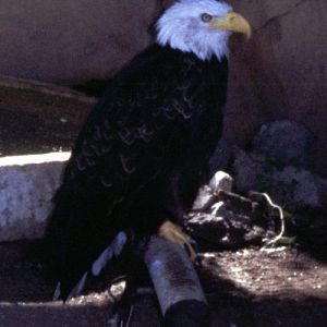American Bald Eagle (Haliaeetus leucocephalus)