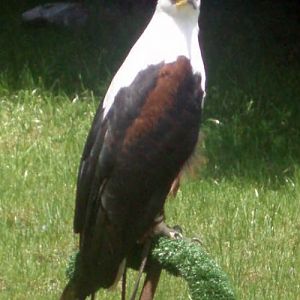 African Fish Eagle (Haliaeetus vocifer)