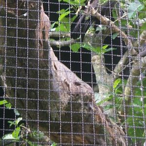 Black Eagle (Ictinaetus malayensis) shared exhibit