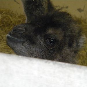Baby Bactrian Camel at Blackpool Zoo 14/05/11