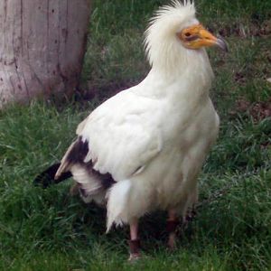 Egyptian Vulture (Neophron percnopterus)