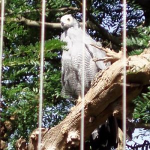 African Harrier-hawk (Polyboroides typus)