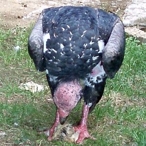 Red-headed Vulture (Sarcogyps calvus)