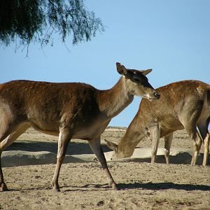 barbary deer