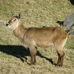 waterbuck