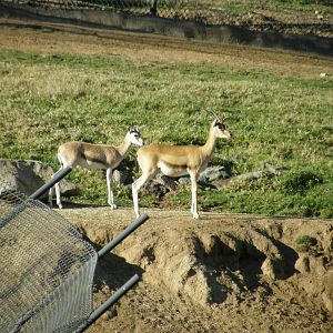 red-fronted gazelle