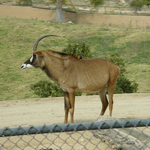 roan antelope