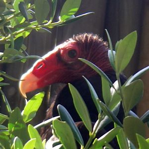 Turkey Vulture (Cathartes aura)