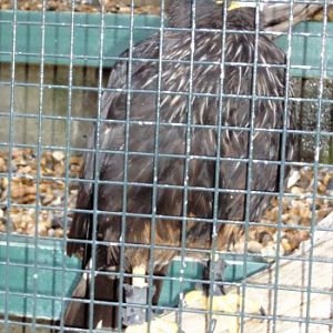 Striated Caracara (Phalcoboenus australis)