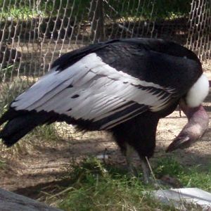 Andean Condor (Vultur gryphus)