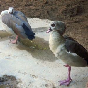 Egyptian Geese (Alopochen aegyptiacus)