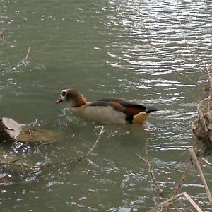 Egyptian Goose (Alopochen aegyptiacus)