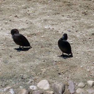 New Zealand Scaup (Aythya novaeseelandiae)