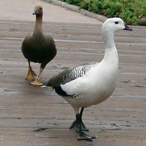 Magellanic geese (Chloephaga picta)