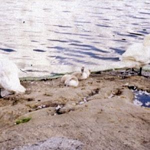 Mute swans (Cygnus olor)