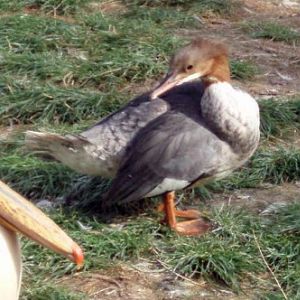 Merganser (Mergus merganser)