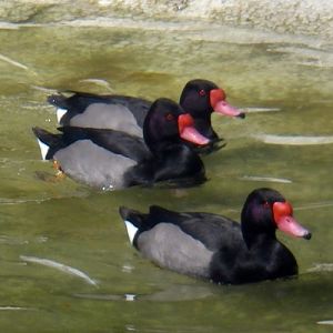 Rosybill (Netta peposaca)