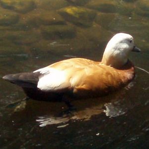 Ruddy Shelduck (Tadorna ferruginea)