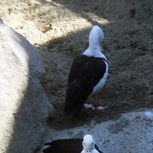 Rajah Shelduck (Tadorna radjah)