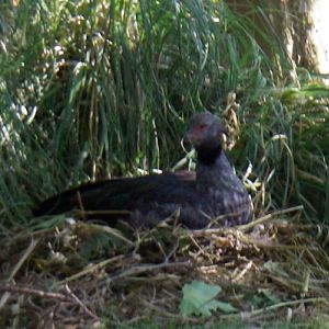 Crested Screamer (Chauna torquata)