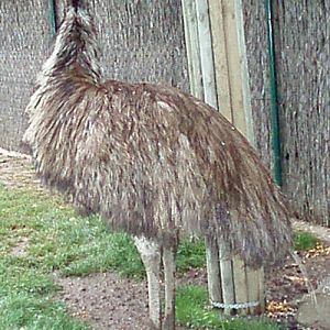 Emu (Dromaius novaehollandiae)