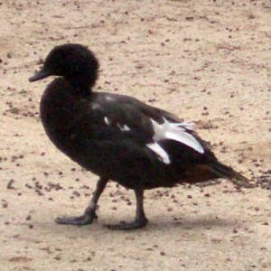 Paradise Shelduck (Tadorna variegata)