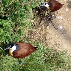 African Jacanas (Actophilornis africana)