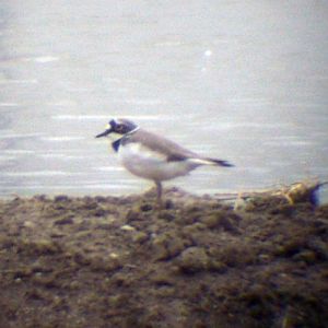 Lesser Ringneck Plover (Charadrius dubius)