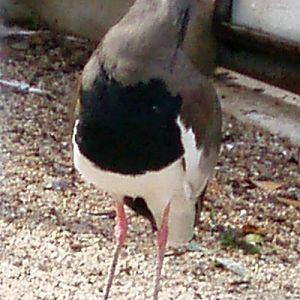 Southern Lapwing (Vanellus chilensis)
