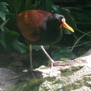 Wattled Jacana (Jacana jacana)