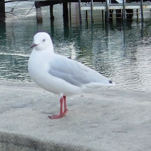 Black-billed Gull (Larus bulleri)