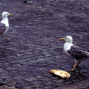 Yellow-legged Gulls (Larus cachinnans ssp. michahelles)