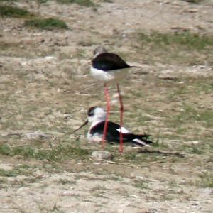 Black-winged Stilts (Himantopus himantopus)